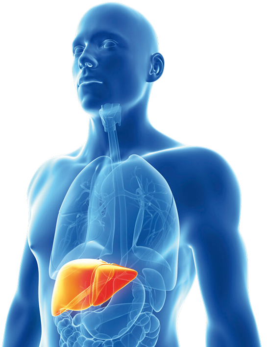 Признаки нарушения работы печени - фото 11