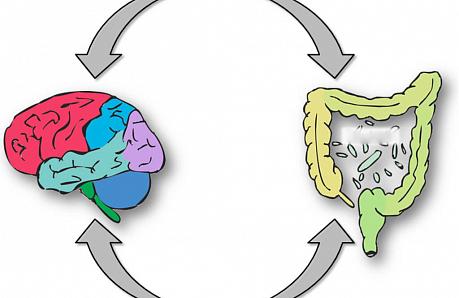 ЖКТ — второй мозг человека