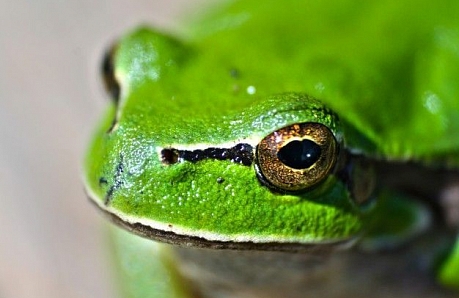 Удаляем бородавки навсегда